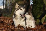 ALASKAN MALAMUTE 561
